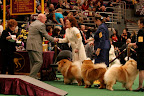 That's my father, the great Maddox, headed to the winner's podium!  (photo credit Marina Smirnova)