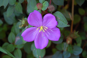 DSC_0235.JPG