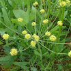 Biscuitroot_Barestem_4.jpg