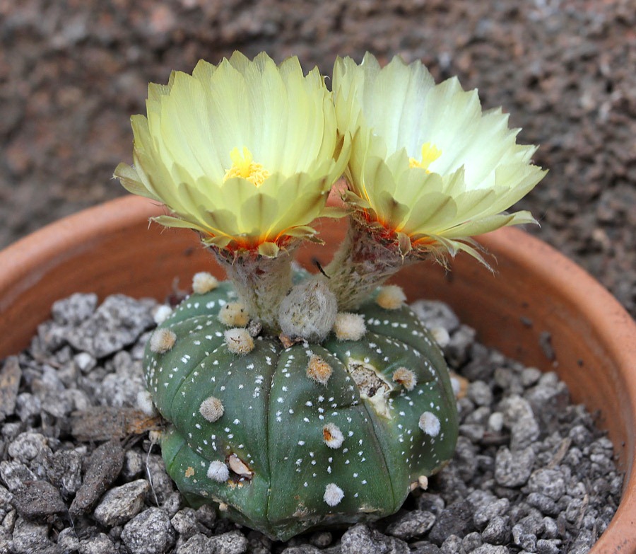 [120602_Astrophytum-asterias_16%255B3%255D.jpg]