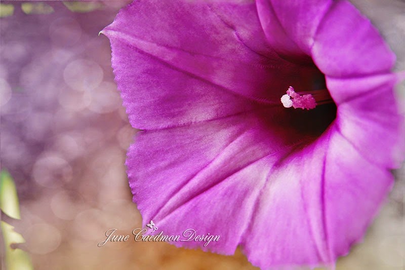 [MorningGlory_DustyRoseBokeh%255B3%255D.jpg]