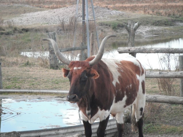 [longhorn%255B2%255D.jpg]