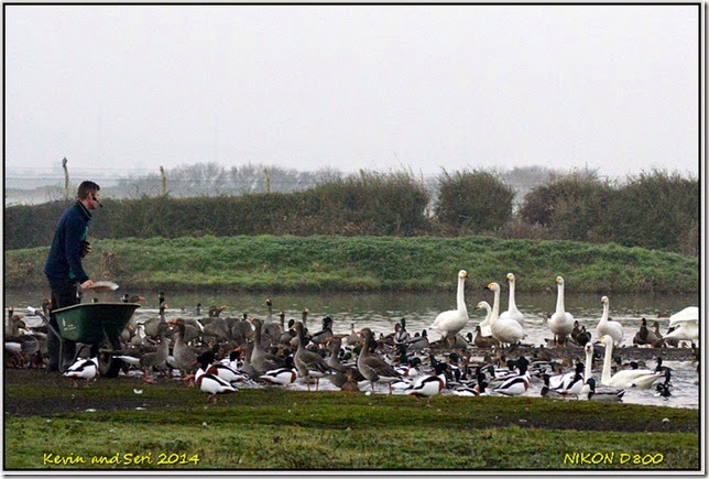 Slimbridge WWT - Autumnal scenes