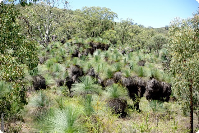 Giant Grass Trees