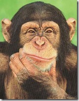 monos piensan blogdeimagenes (7)