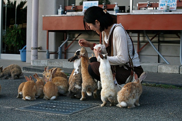 [Rabbits--Okunoshima-Japan4.jpg]