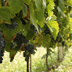 filari collemoro045x3.jpg