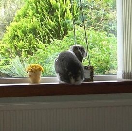 [Chichi%2520on%2520window%2520ledge%255B8%255D.jpg]