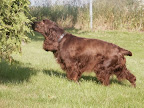 Eva, wat een hond om een kennel te starten.