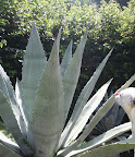 And they make tequila out of the agave plant.  Why can't I taste anything?