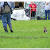 Cuerden Birds of Prey 008.jpg