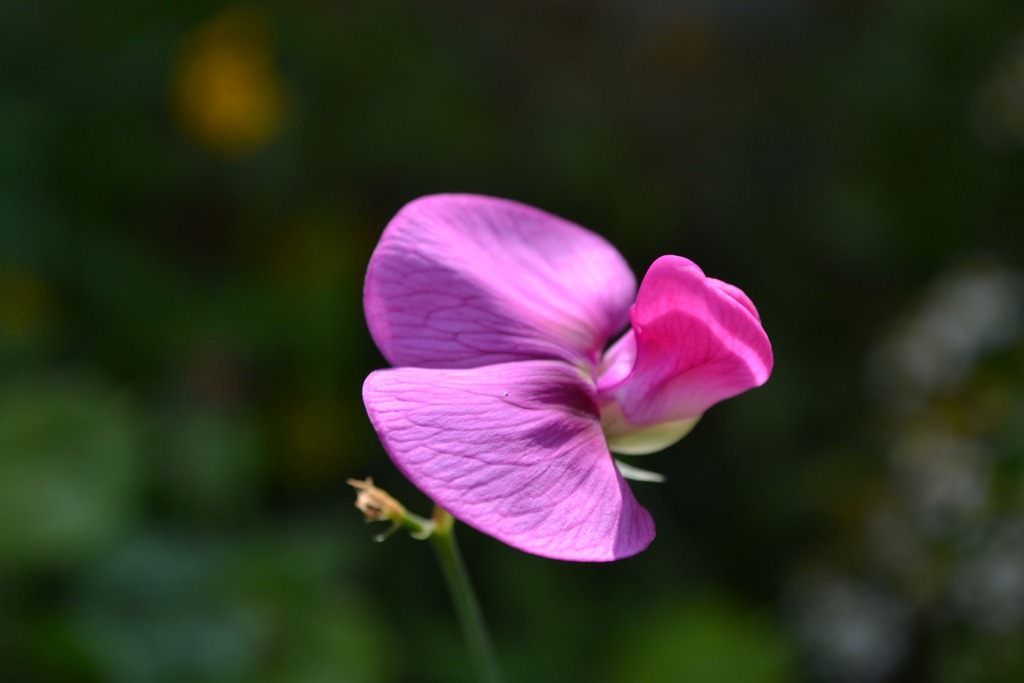 [Sweetpea%25201%255B7%255D.jpg]
