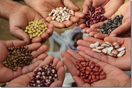 Seed-bank-hands