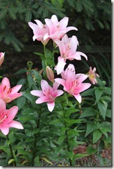 IMG_0372_thumb IMG_0372_thumb