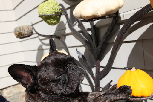 Oh no!  I just can't decide - Is this the right place for this pattypan?