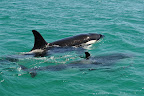 Deze orca's waren het hoogtepunt van de trip!!