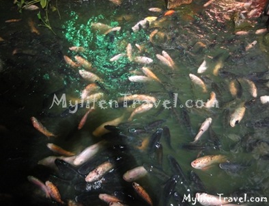 Mae Salong Restaurant 20 Mae Salong Restaurant 20