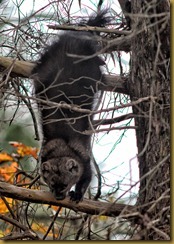 untitled Fisher Cat D7K_8367 November 04, 2011 NIKON D7000