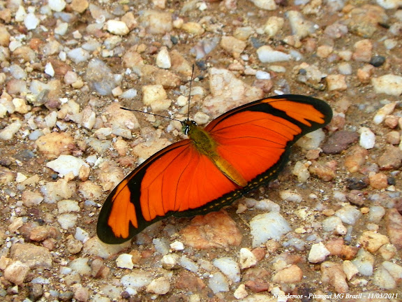 Lépidoptères de Pitangui au Minas Gerais - Dryas iulia (FABRICIUS, 1775). Pitangui (MG, Brésil), 11 mars 2011. Photo : Nicodemos Rosa