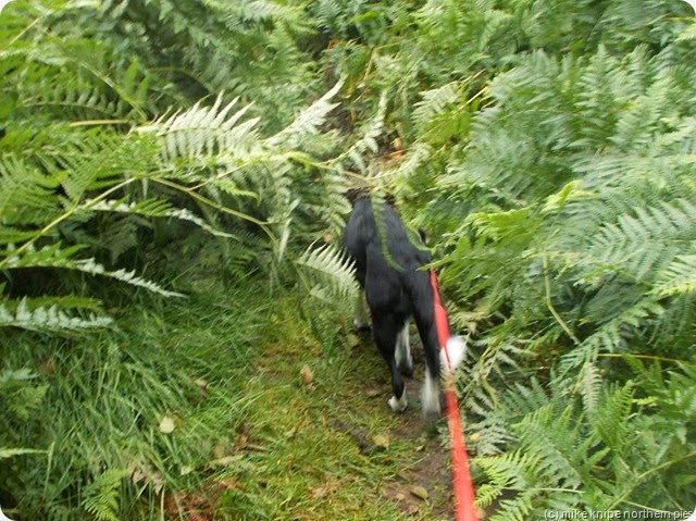 tunstall shore path is a bit overgrown