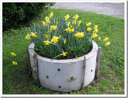 Daffodils at Paekakariki Holiday Park.