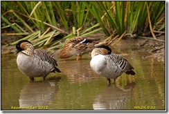 Slimbridge WWT D50  29-09-2012 13-36-54