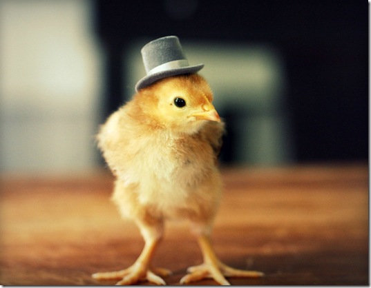 chick-in-hats-2