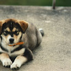 Nanook