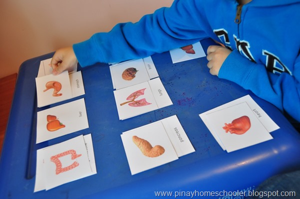 Montessori Internal Organs of the Human Body 3 Part Cards