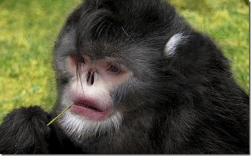 El mono que estornuda