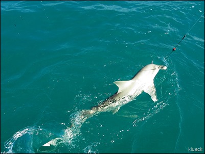 hammerhead shark