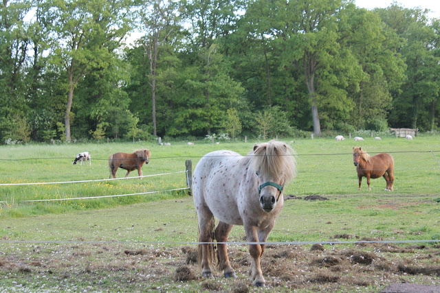 Paarden op ons erf - www.LandgoedDeKniep.nl