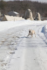 After so much down time indoors, a good frolic is in order, wouldn't you say, Francesca?
