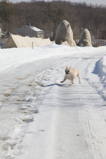 After so much down time indoors, a good frolic is in order, wouldn't you say, Francesca?