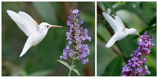 The Ruby-throated Hummingbird (Archilochus colubris) 3