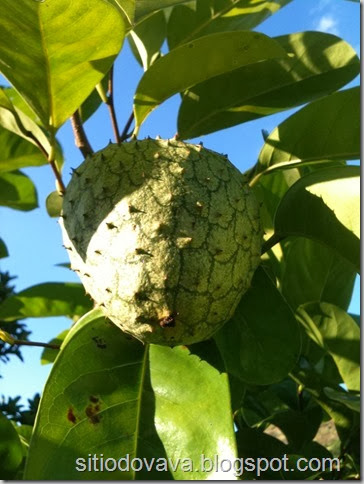aticum cagão aticum cagão