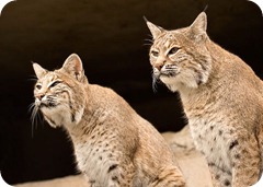 lince_4
