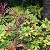Unique And Colorful Plants at Romney Manor - Basseterre, St. Kitts