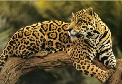 jaguar 2013