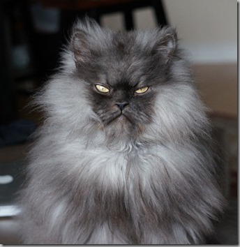 Colonel Meow2 Colonel Meow2