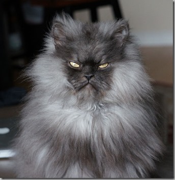 Colonel Meow2