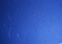 101_0079 101_0079