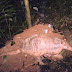 Priodontes-1