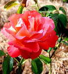 100_4847.JPG