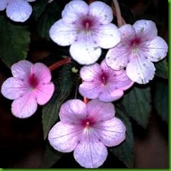 Achimenes Peach Blossom