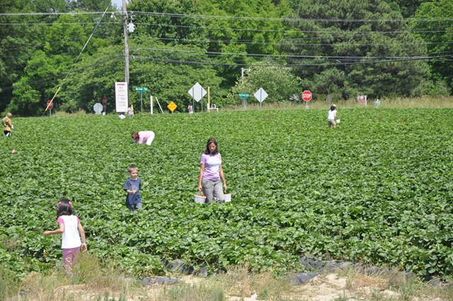 [Strawberry%2520Picking%2520May%25202011%252040%255B2%255D.jpg]