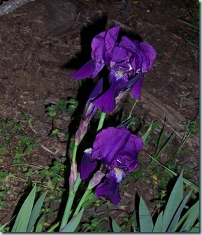 Two Iris