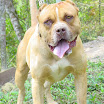 bandog1.JPG
