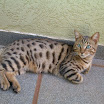 simba100609.jpg