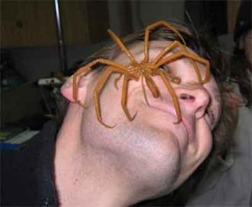 [8c7aa63b_112788d1236953051spiderreal.jpg]